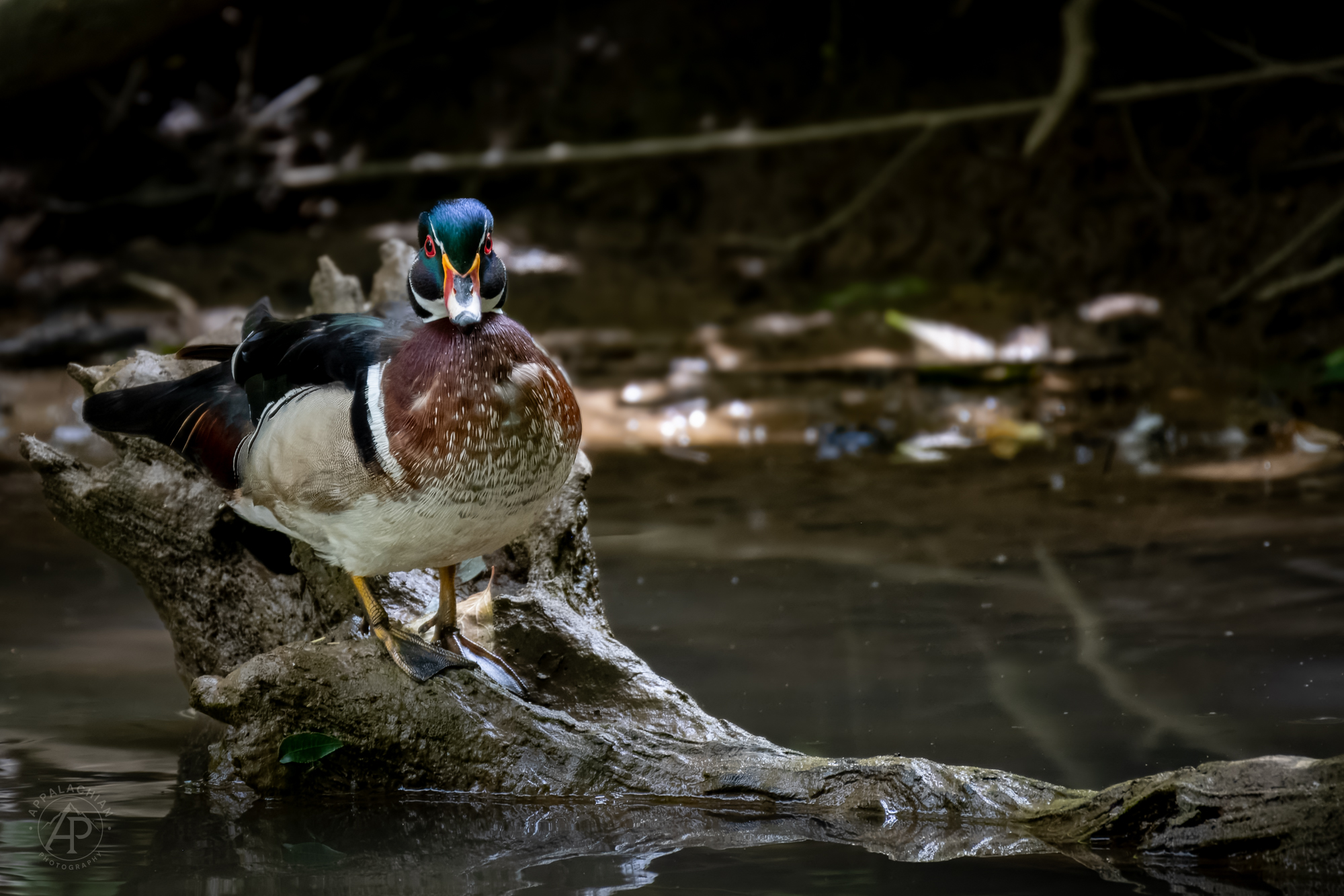 Wood Duck