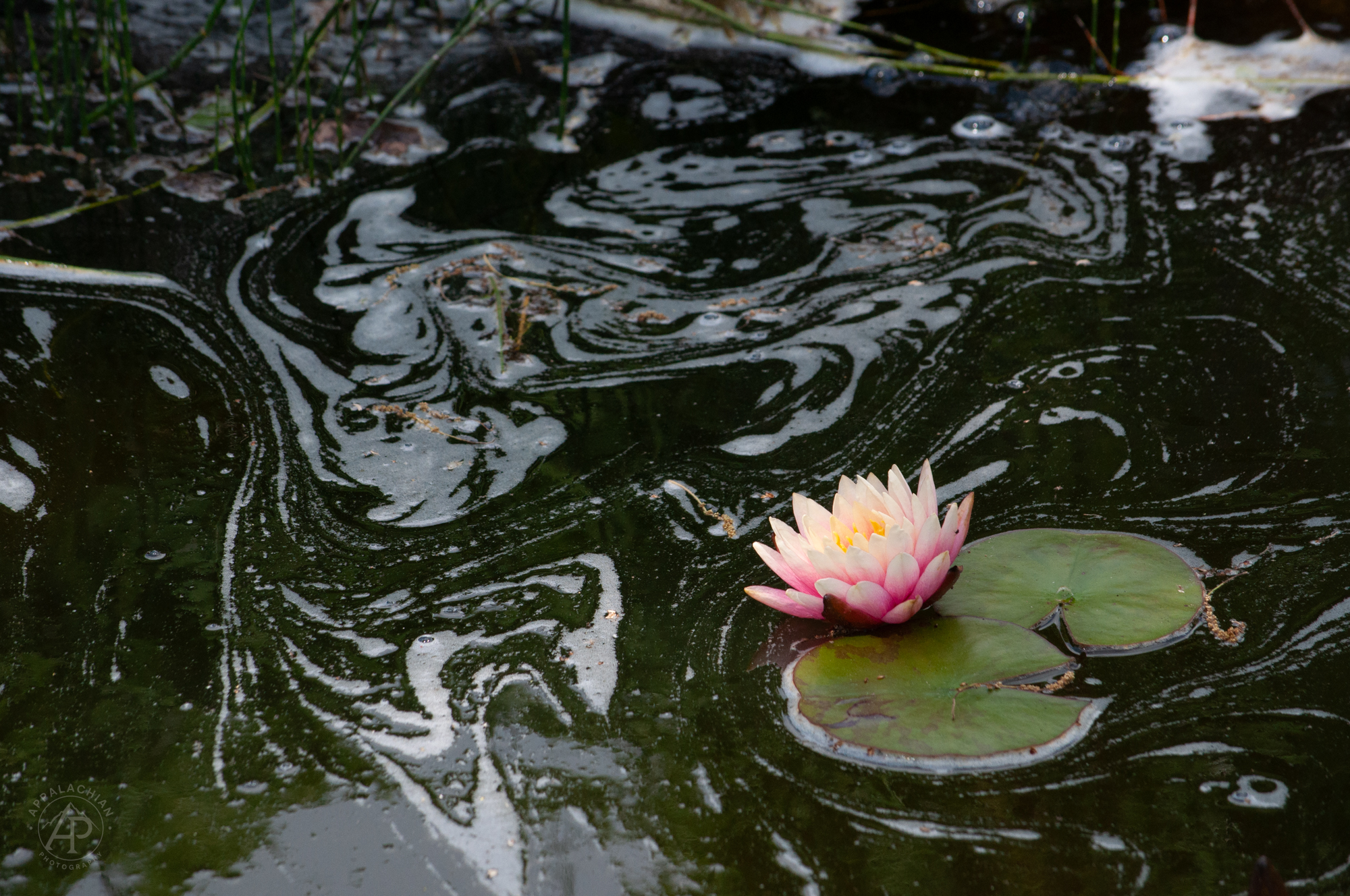 Water Lily NC Arboretum