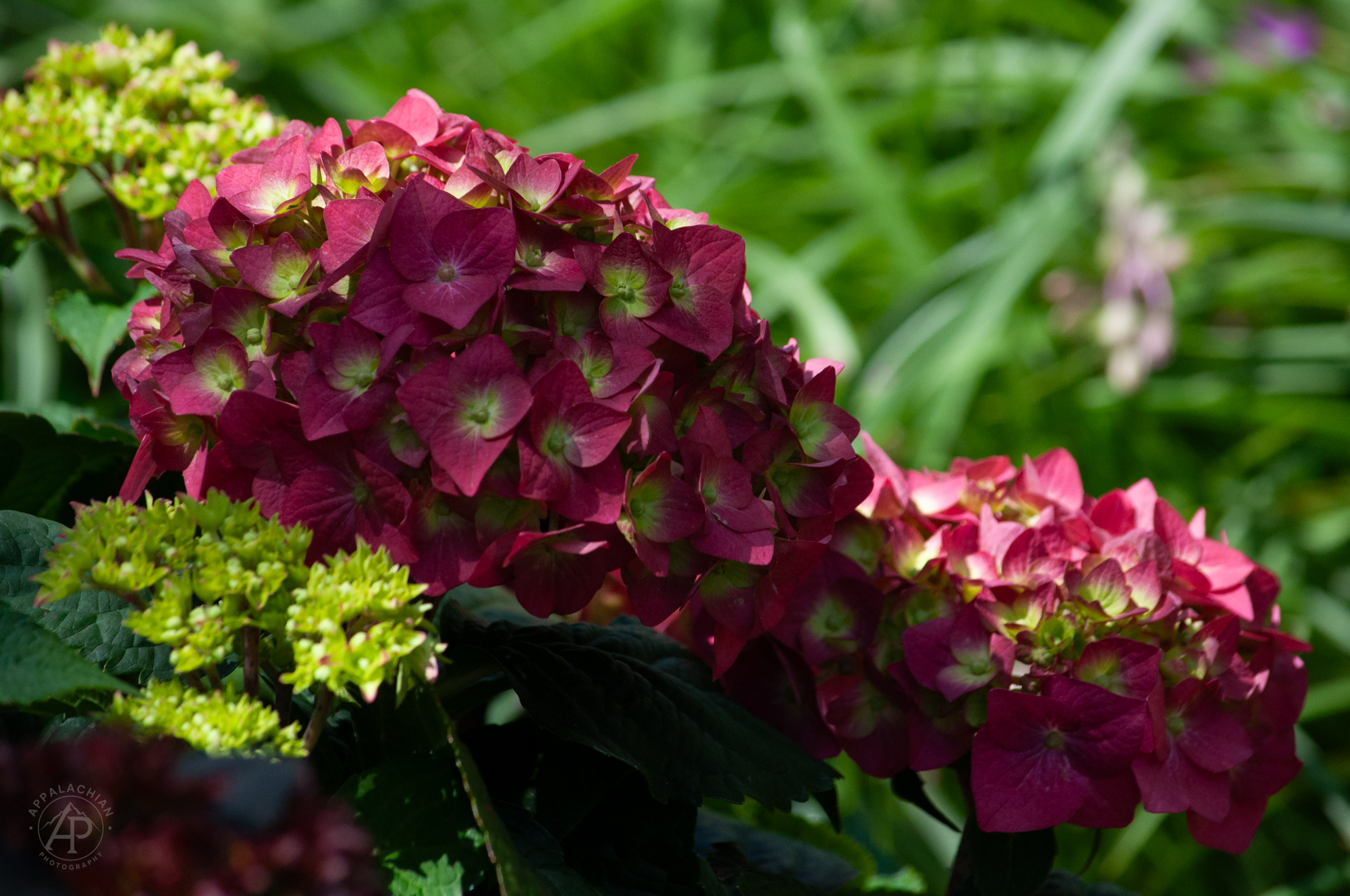 Hydrangea NC Arboretum