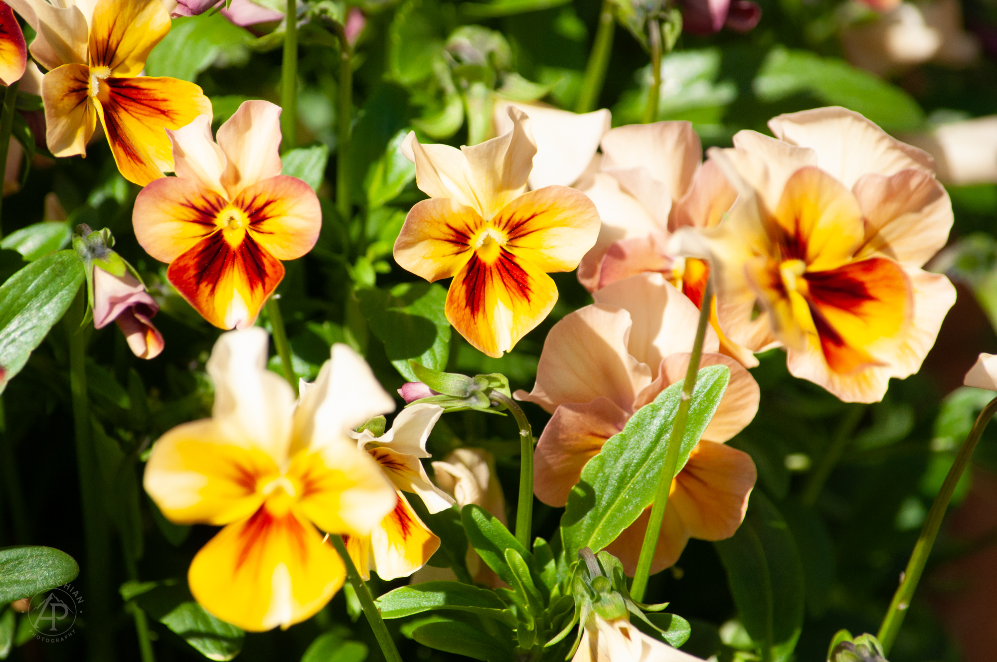 Pansies NC Arboretum
