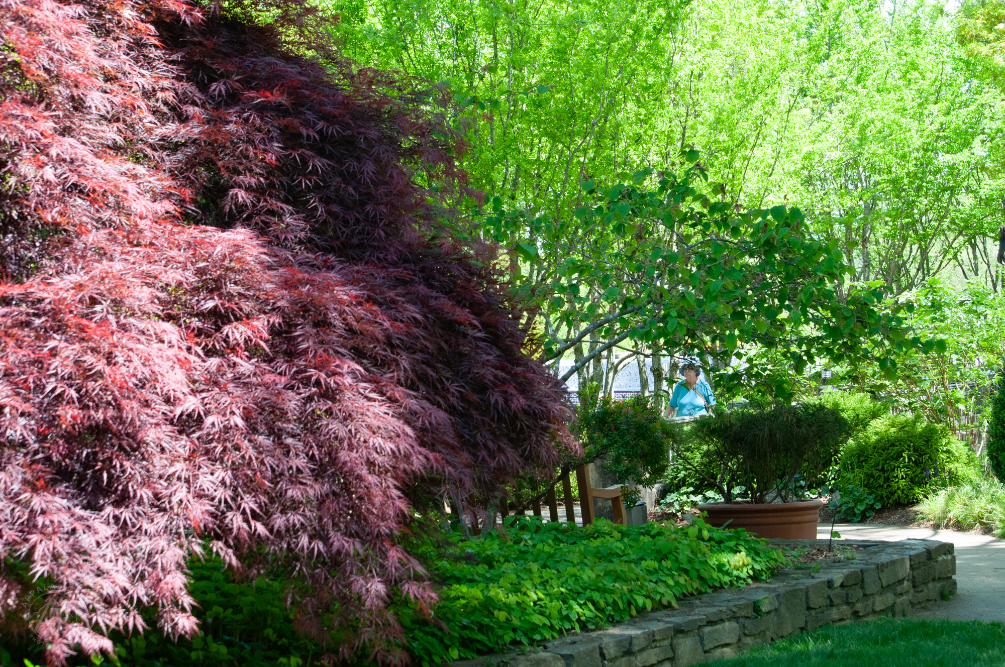 Japanese Maple NC Arboretum