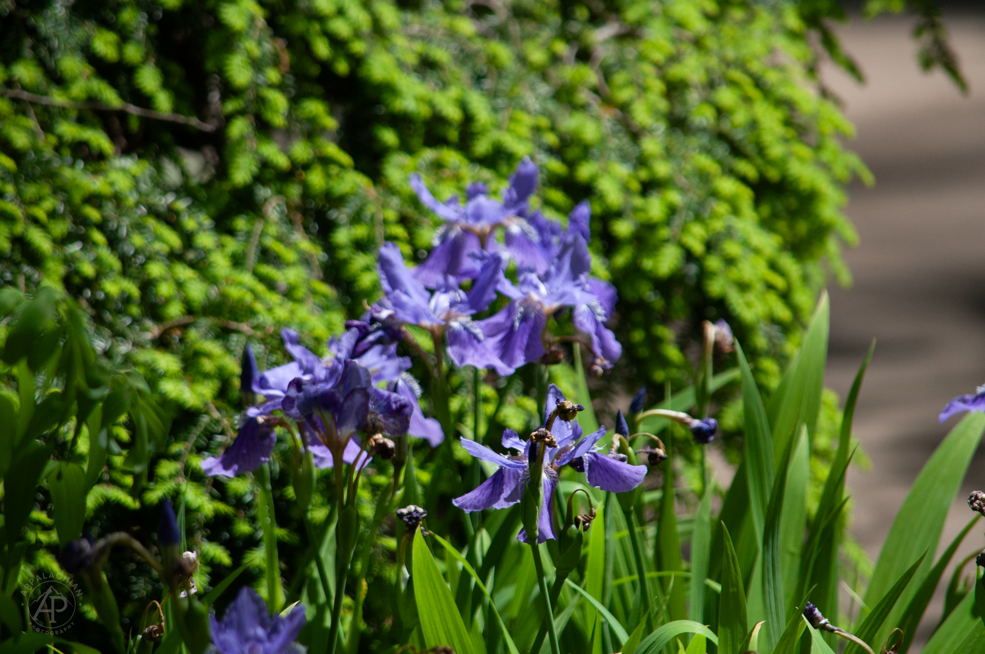 Iris NC Arboretum