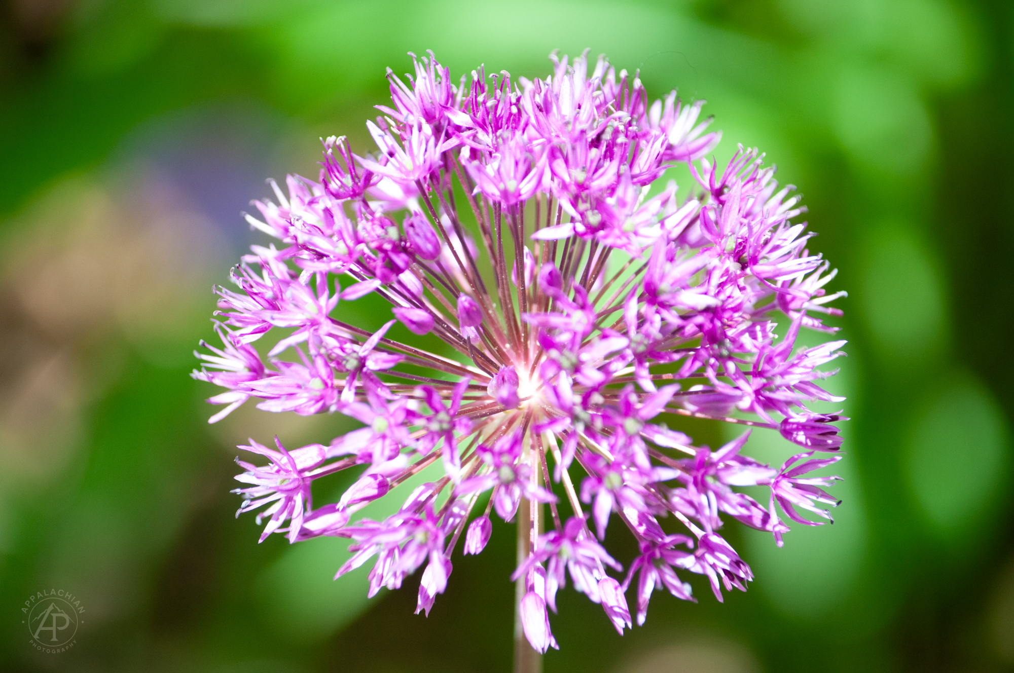 Allium Globe NC Arboretum