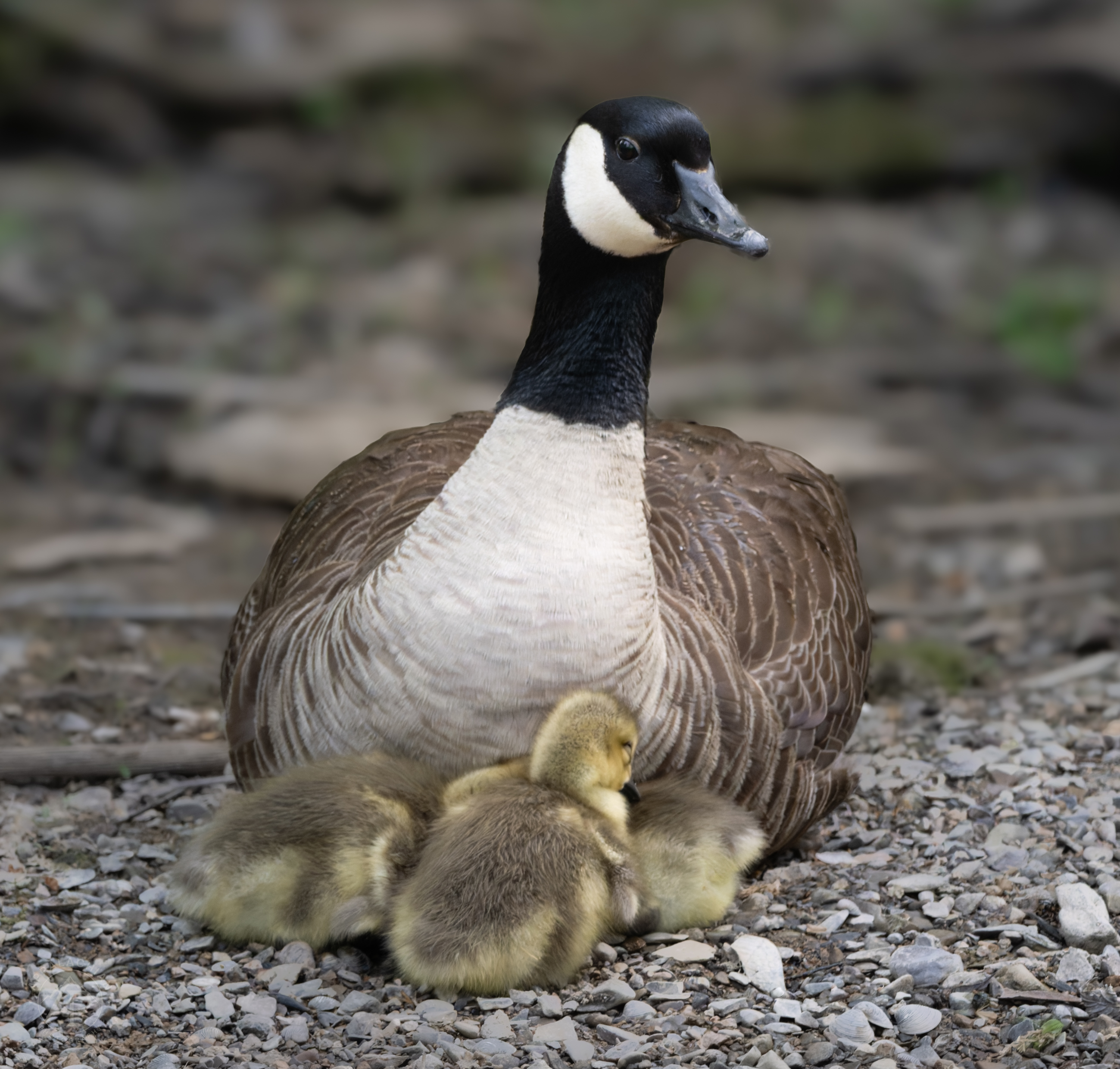 Canada Goose with Goslings