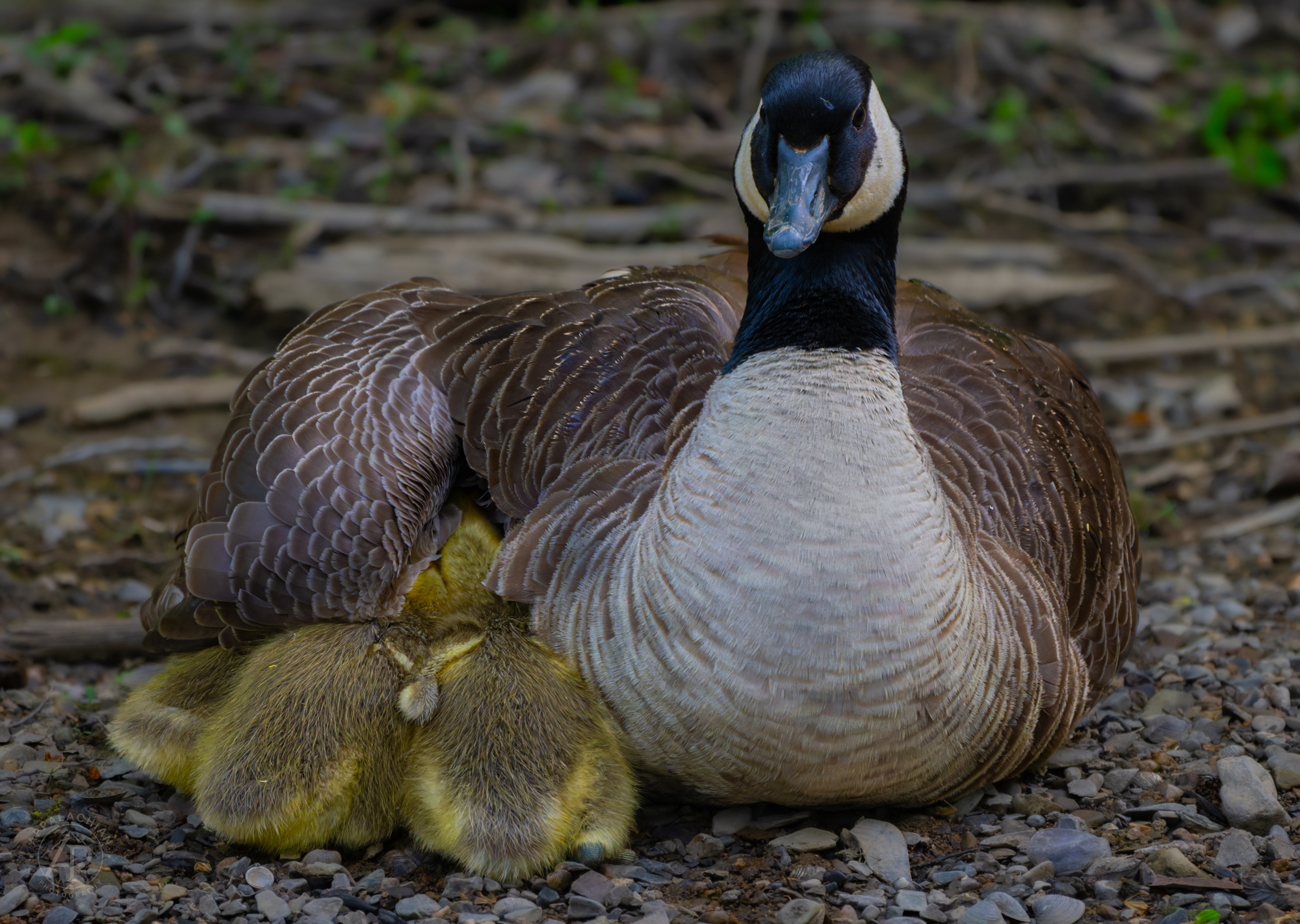 Canada Goose with Goslings