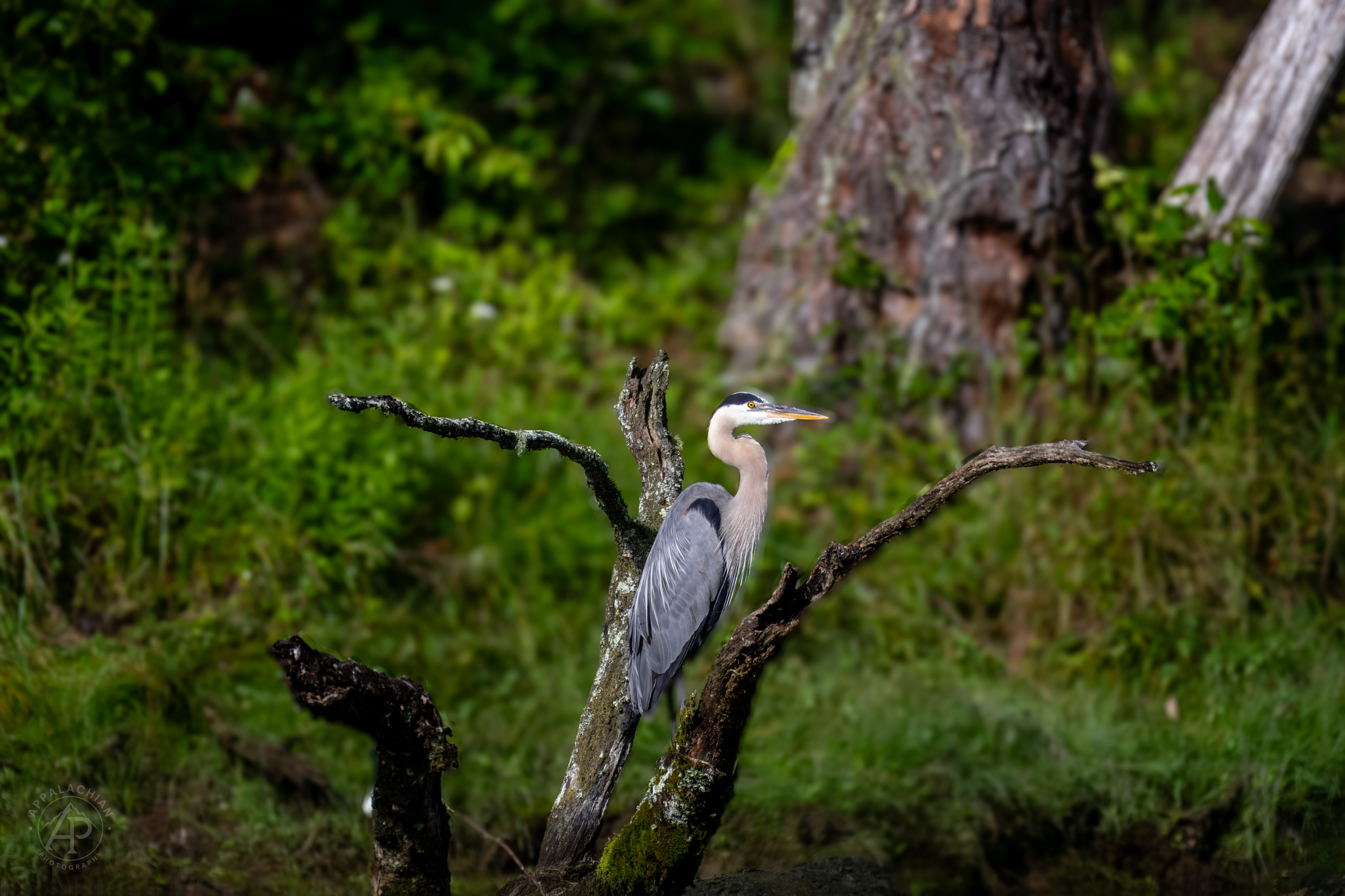 Great Blue Heron in habitat