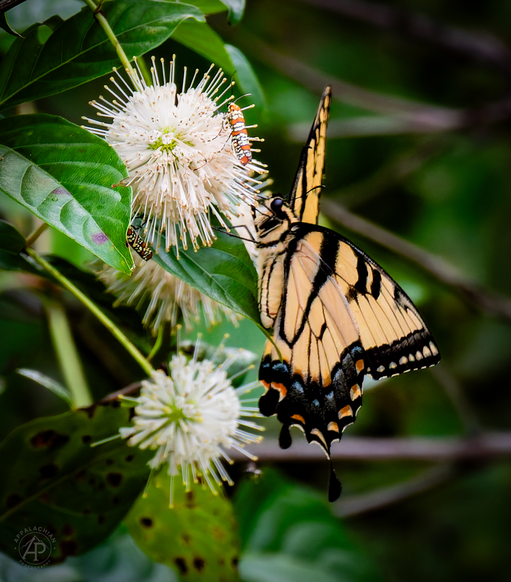 Eastern Tiger Swallowtail