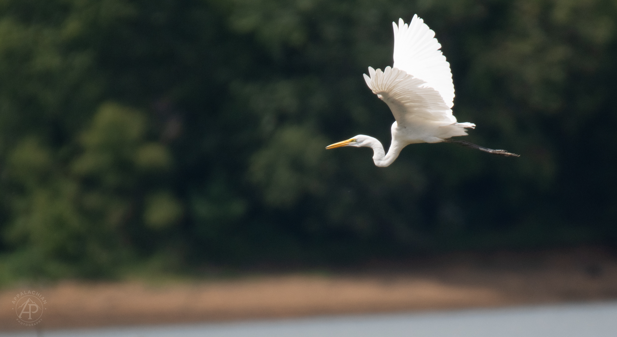 Great Egret In Flight