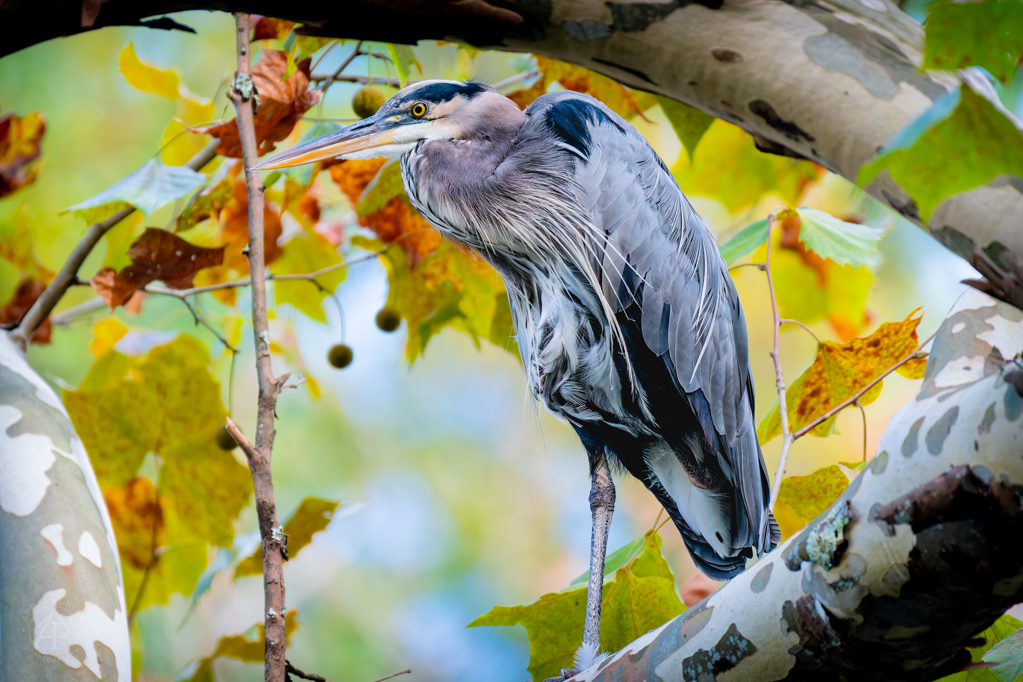 Great Blue Heron Autumn