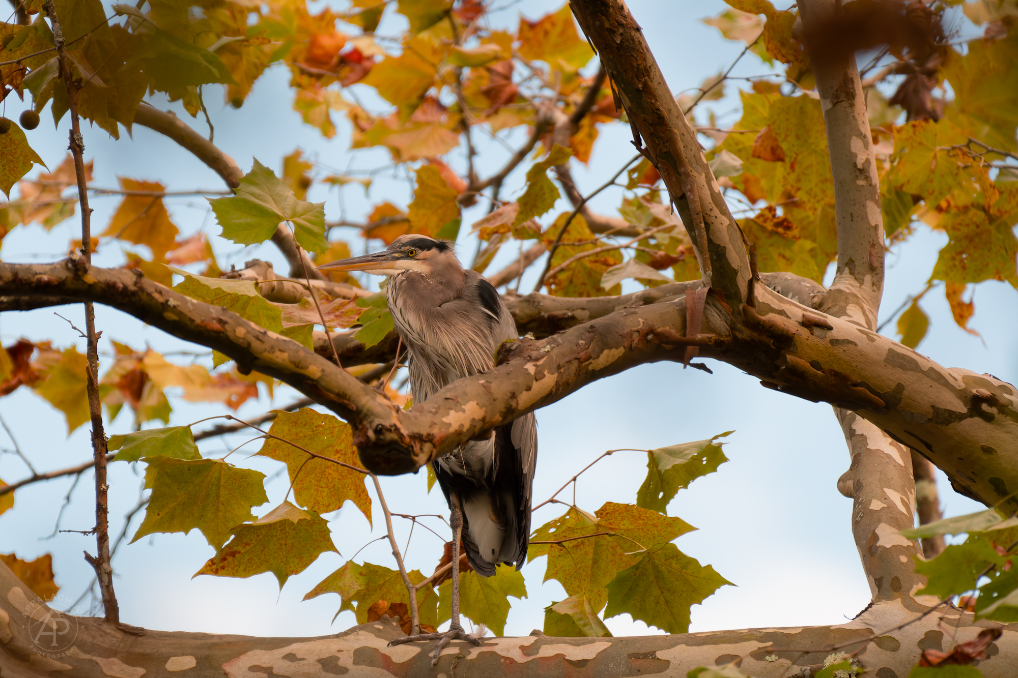 Great Blue Heron Autumn Sycamore