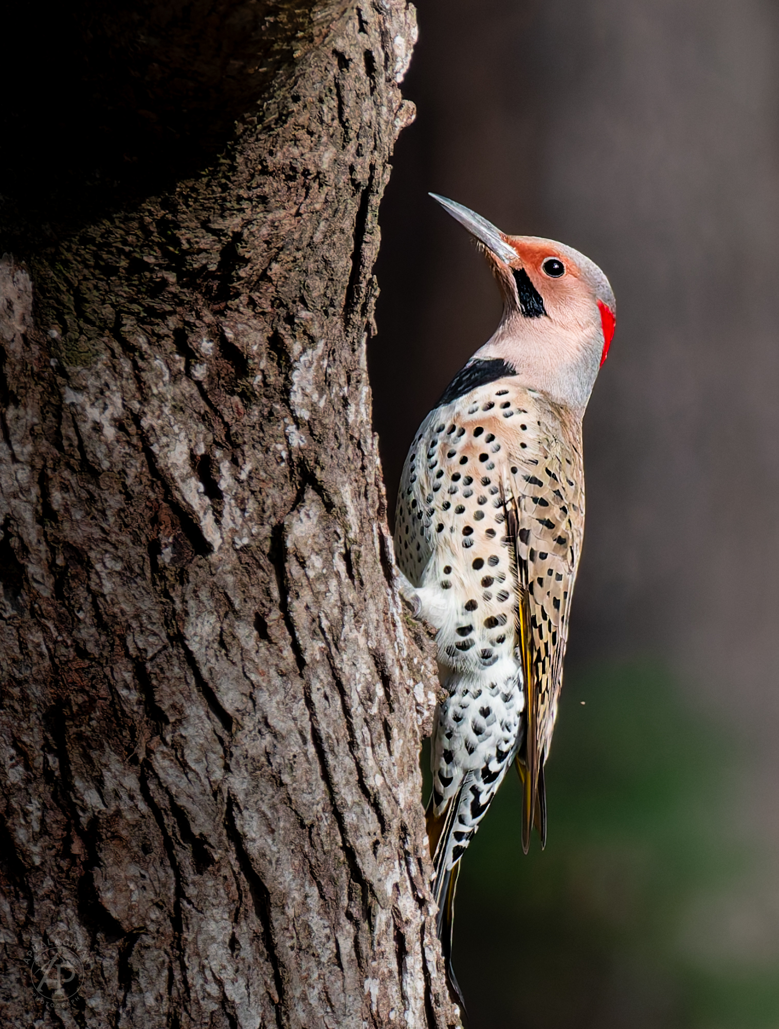 Northern Flicker