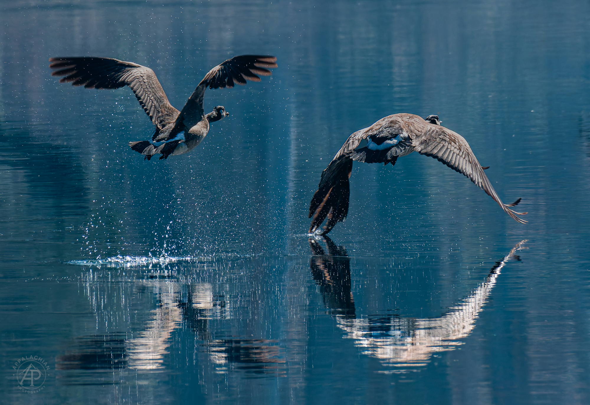Canada Geese Taking Flight