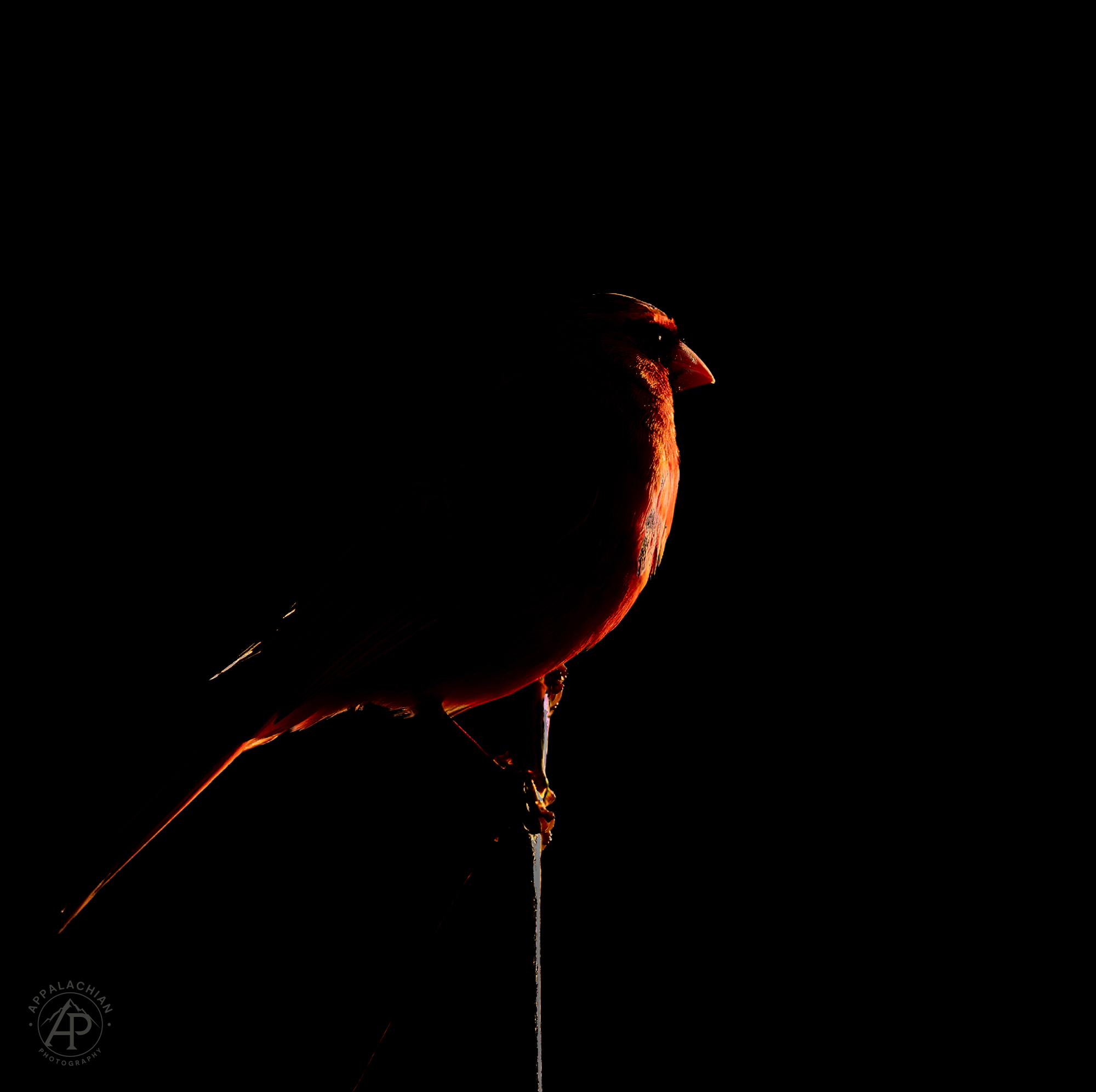 Northern Cardinal — Rim Light