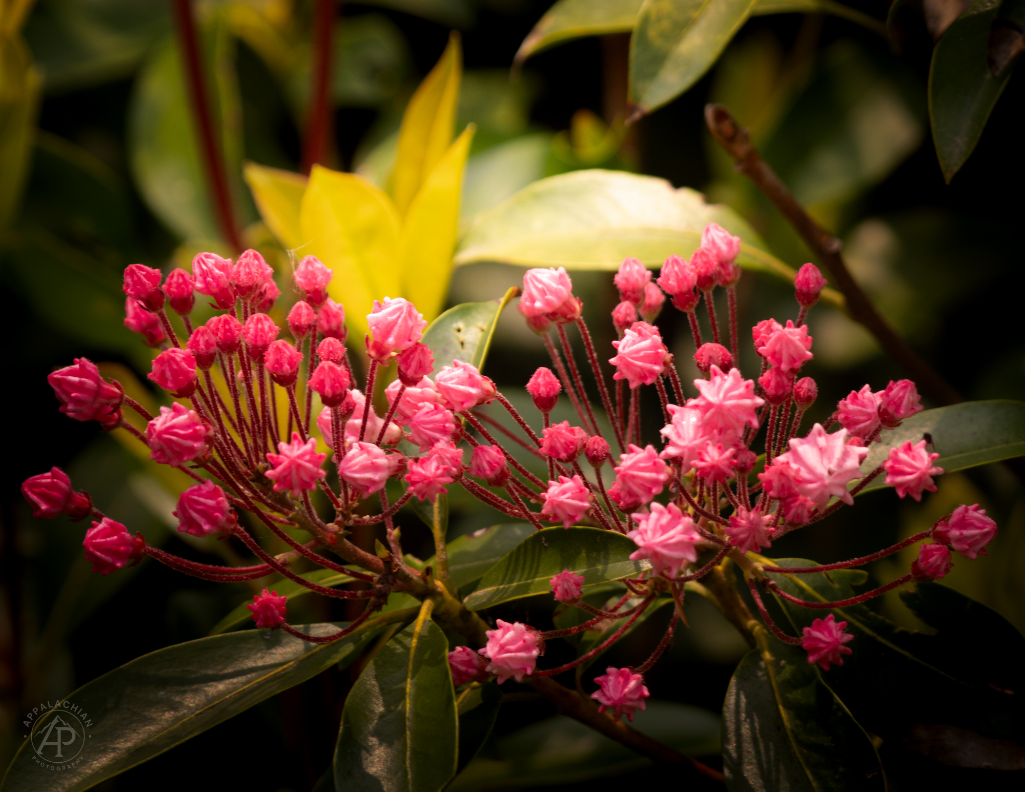 Mountain Laurel Buds