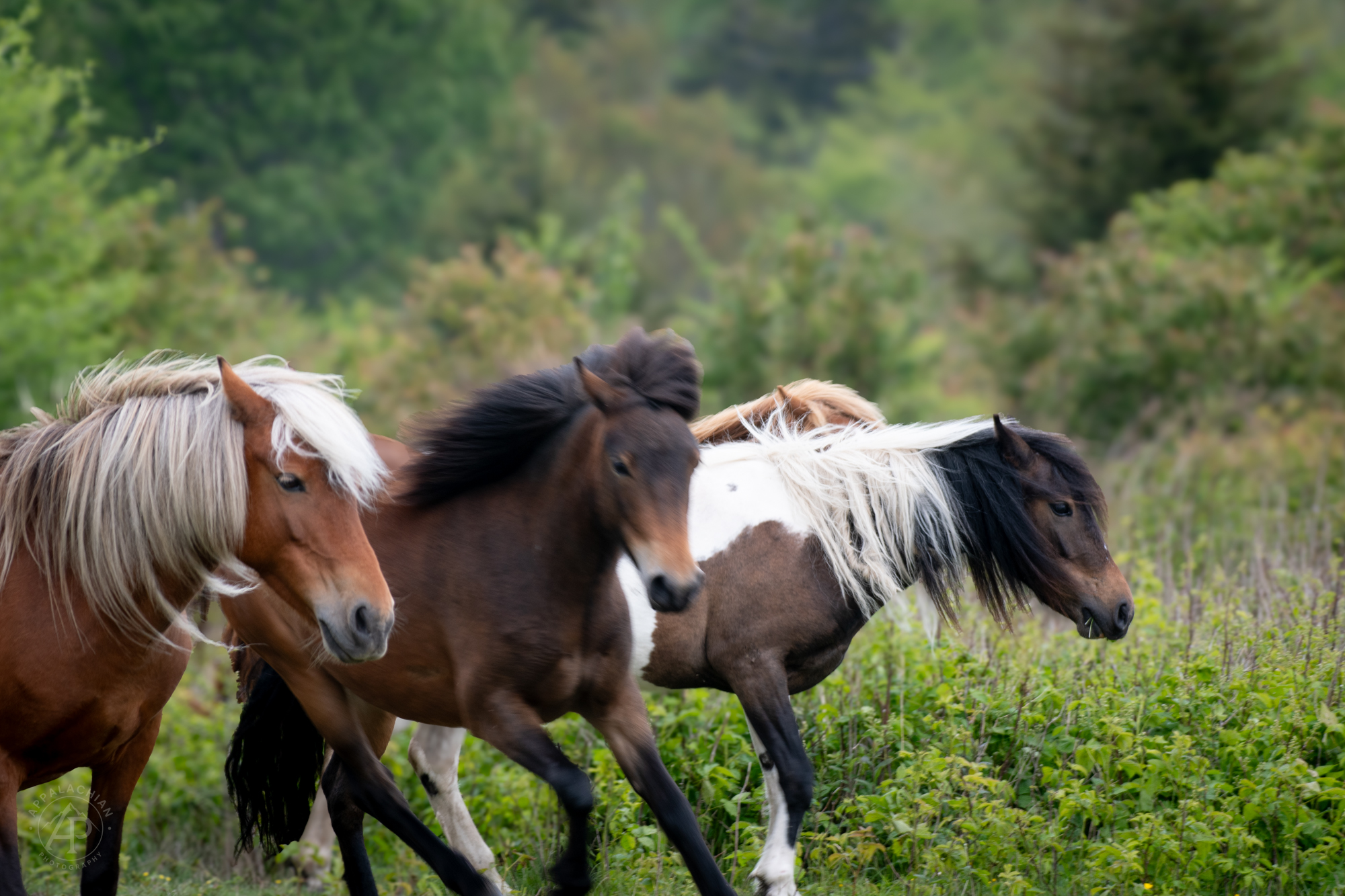 Wild Ponies Running Grayson Highlands