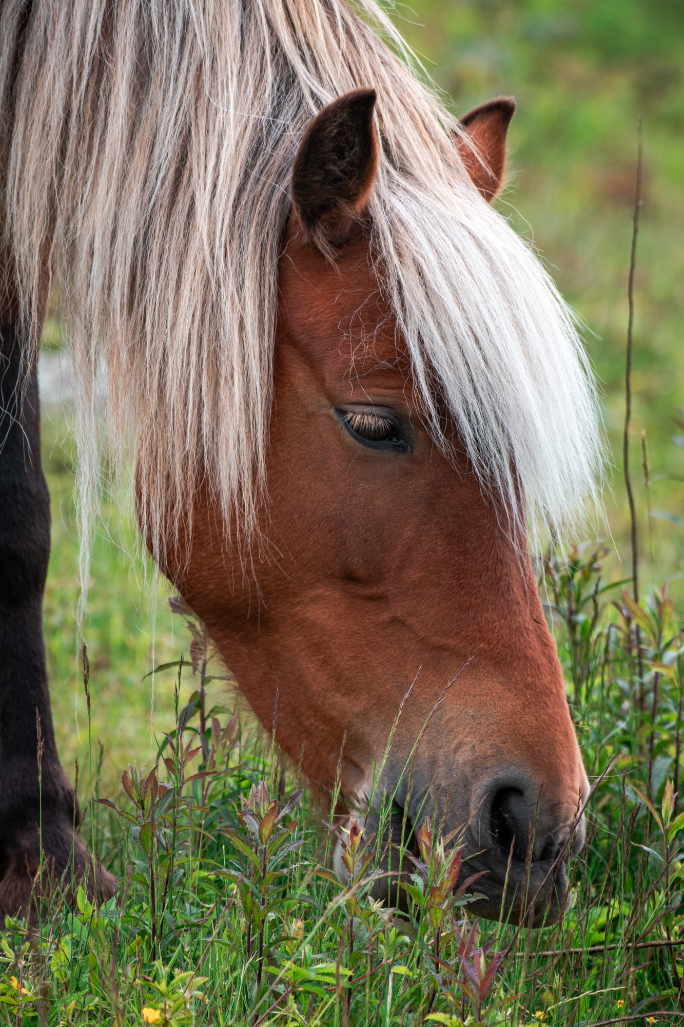 Wild Pony Grazing
