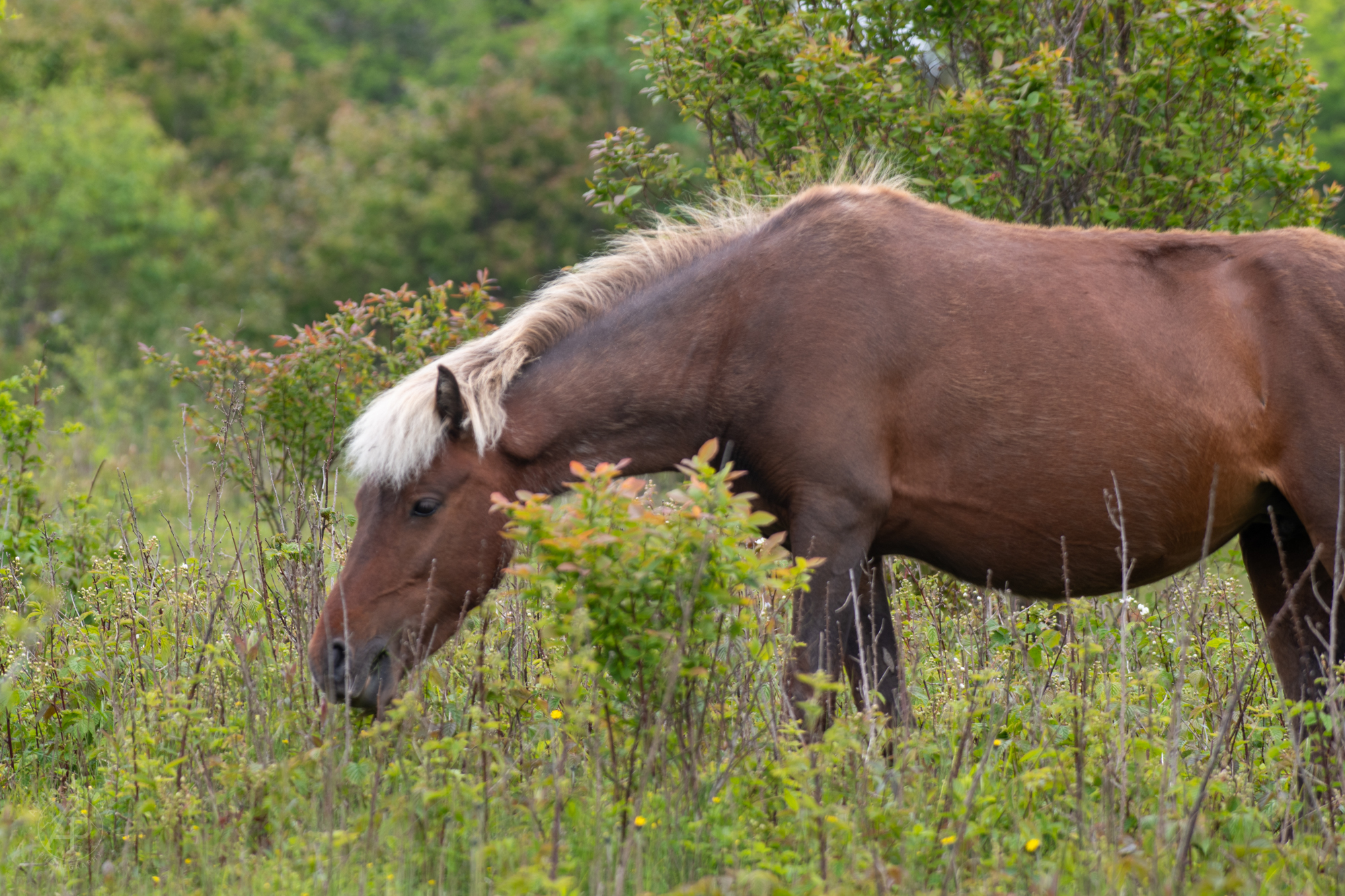 Wild Pony Portrait